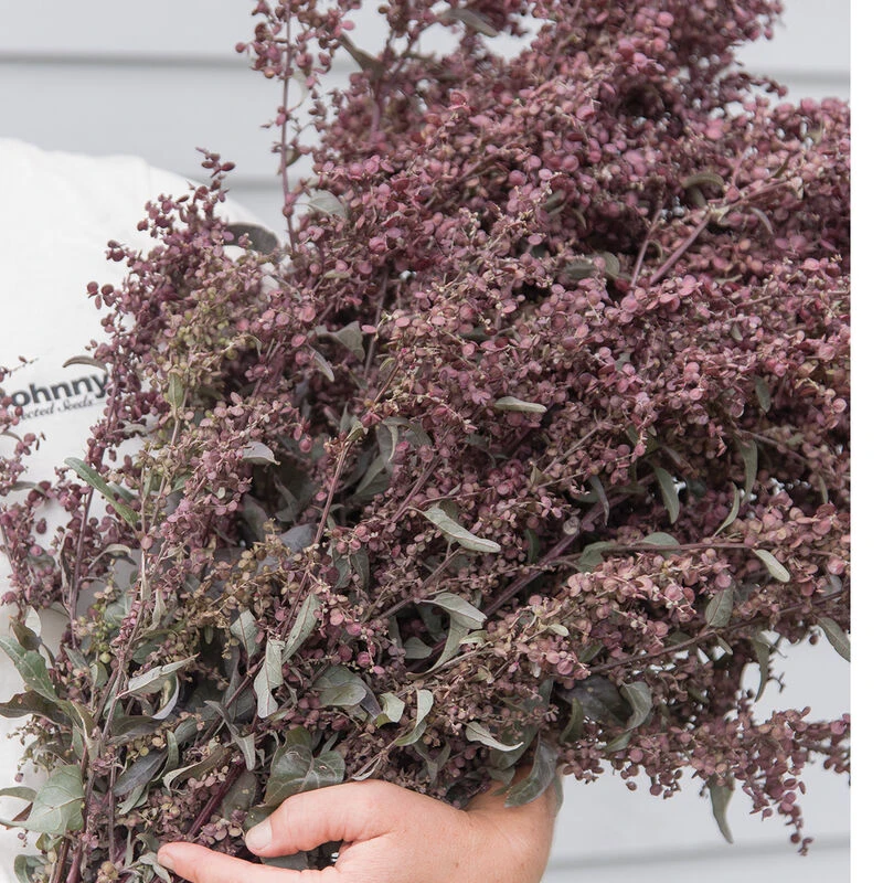 Copper Plume 2 Copper Plume - Image 2