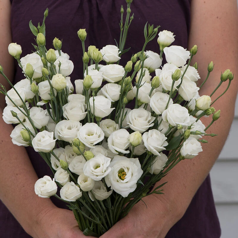 Doublini White 1 Doublini White