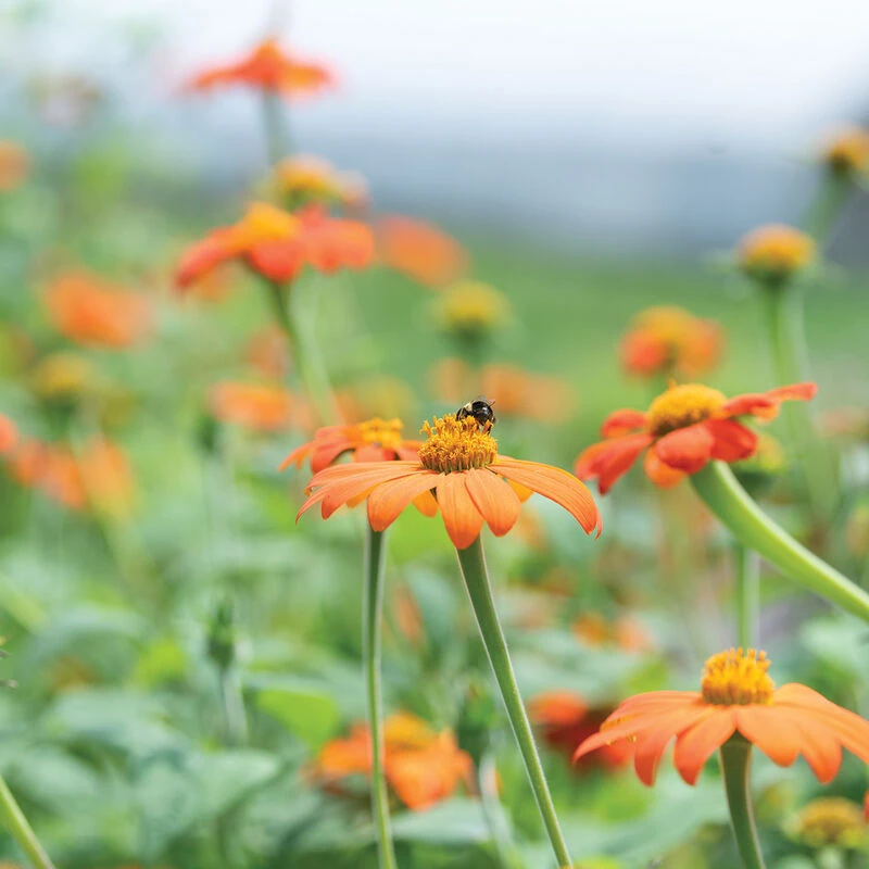 Mexican Sunflower 1 Mexican Sunflower