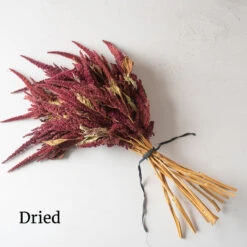 Red Spike -Florabound Sales 3786 04 redspike dried flower