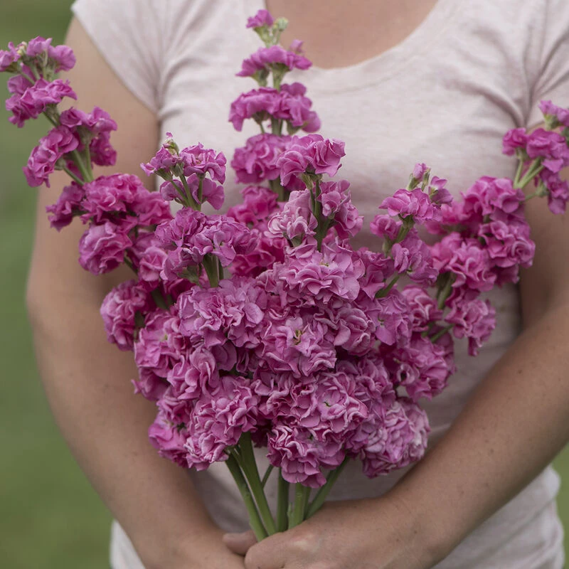 Iron Rose Pink 1 Iron Rose Pink