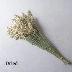 Greater Quaking Grass -Florabound Sales 4655 04 quaking grass dried flower