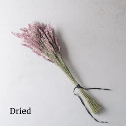 Savannah Grass -Florabound Sales 4668 03 savannahgrass dried flower