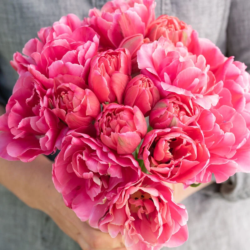 Sunset Tropical 1 Sunset Tropical