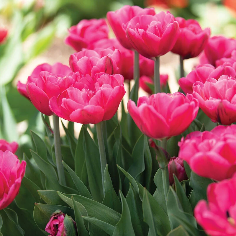 Sunset Tropical 2 Sunset Tropical - Image 2