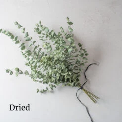 Baby Blue Bouquet -Florabound Sales 4770 03 babybluebouquet dried flower