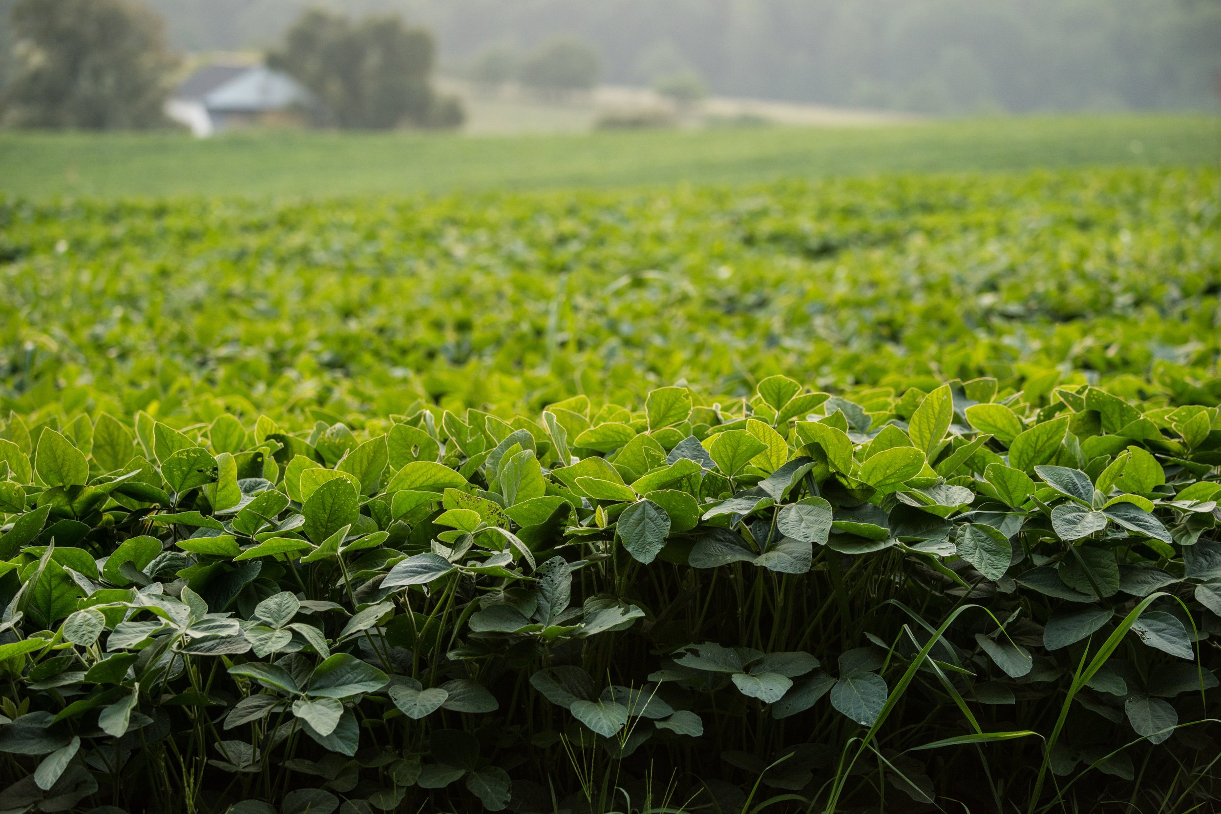 Florabound Sales -Florabound Sales 19228040463 54ba9e8ea4 o