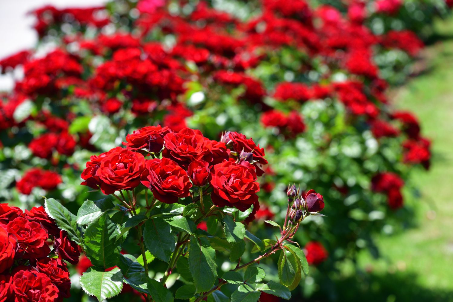 Florabound Sales -Florabound Sales red rose bush